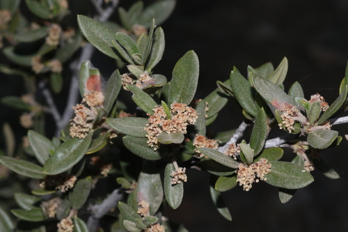 Cercocarpus ledifolius