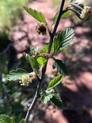 Cercocarpus montanus — photo