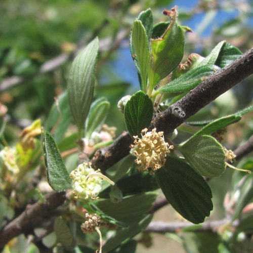 Cercocarpus montanus — photo