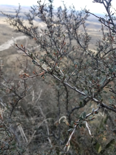 Cercocarpus montanus