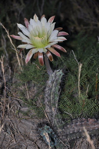 Cereus aethiops — photo