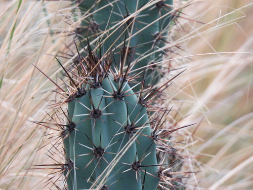 Cereus aethiops — photo