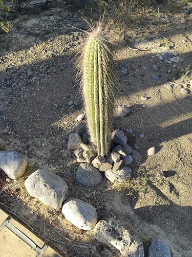 Cereus columna-trajani — photo