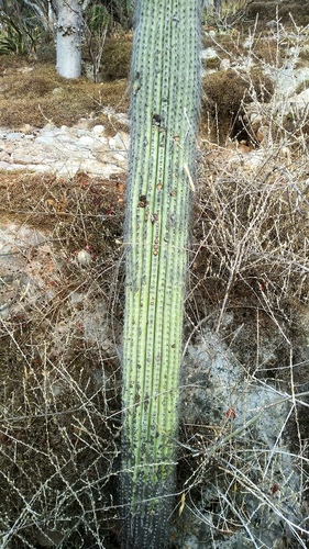 Cereus columna-trajani — photo