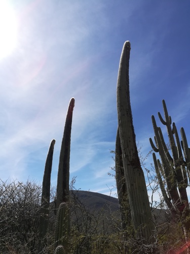 Cereus columna-trajani