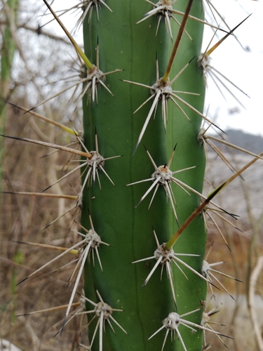 Cereus diffusus
