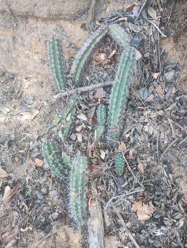 Cereus diffusus — photo