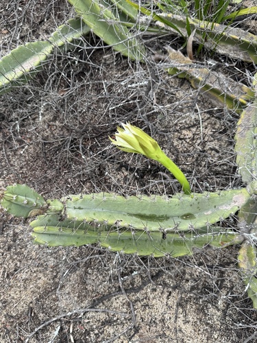 Cereus fernambucensis (Jumbeba) — photo