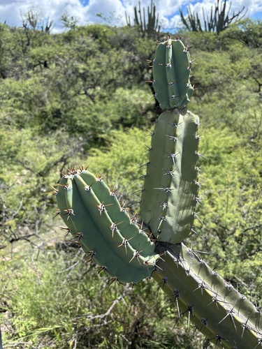 Cereus forbesii (Kiahatyuk) — photo