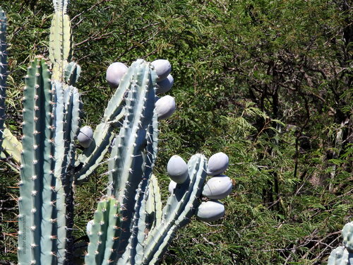 Cereus forbesii (Kiahatyuk) — photo