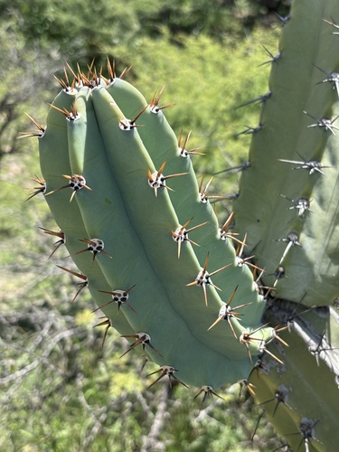 Cereus forbesii