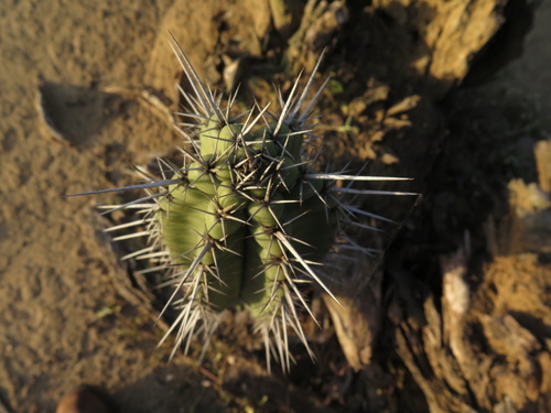 Cereus fricii — photo