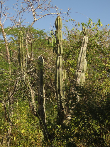 Cereus fricii