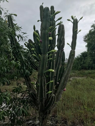 Cereus hexagonus (Columnar cactus) — photo