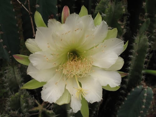 Cereus hexagonus