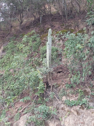 Cereus hystrix (Spanish dildo) — photo