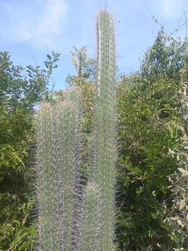 Cereus hystrix (Spanish dildo) — photo