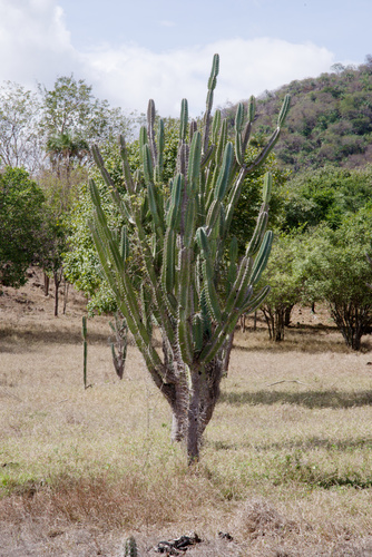 Cereus jamacaru (Honey cactus) — photo