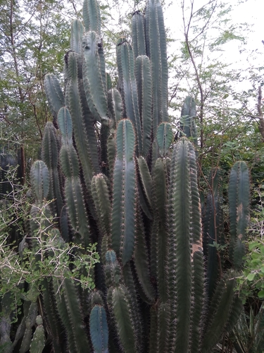 Cereus jamacaru (Honey cactus) — photo