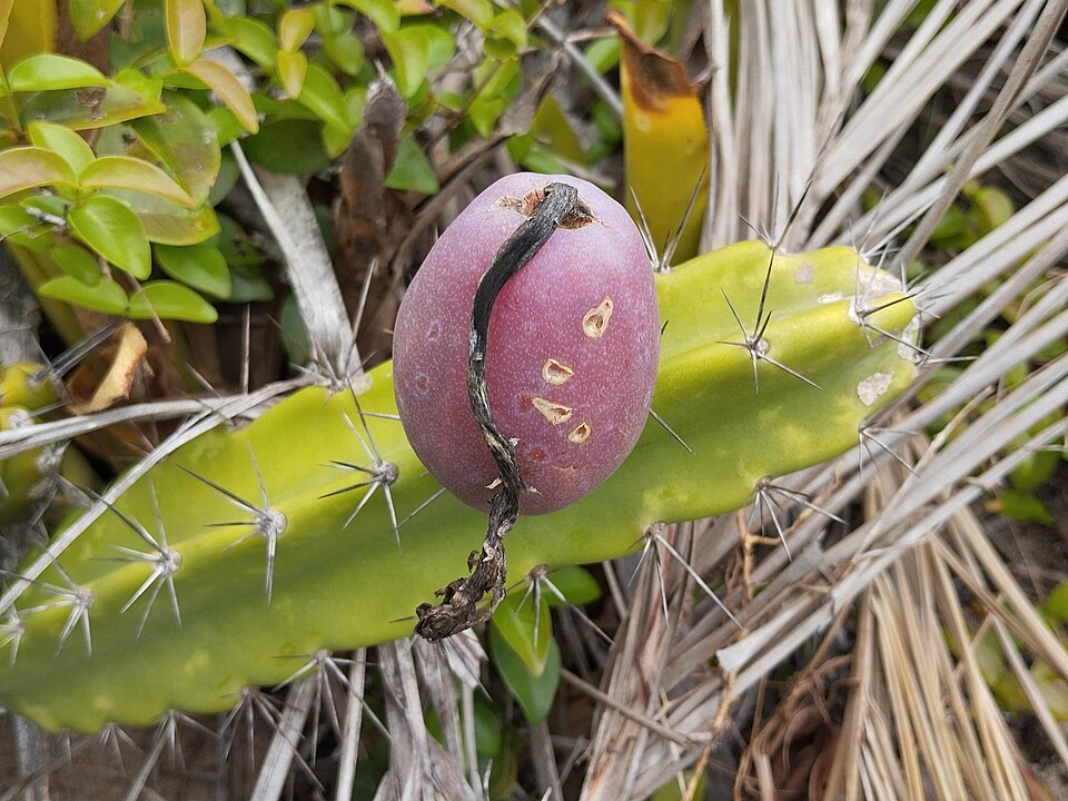 Cereus pernambucensis (Jumbeba) — photo