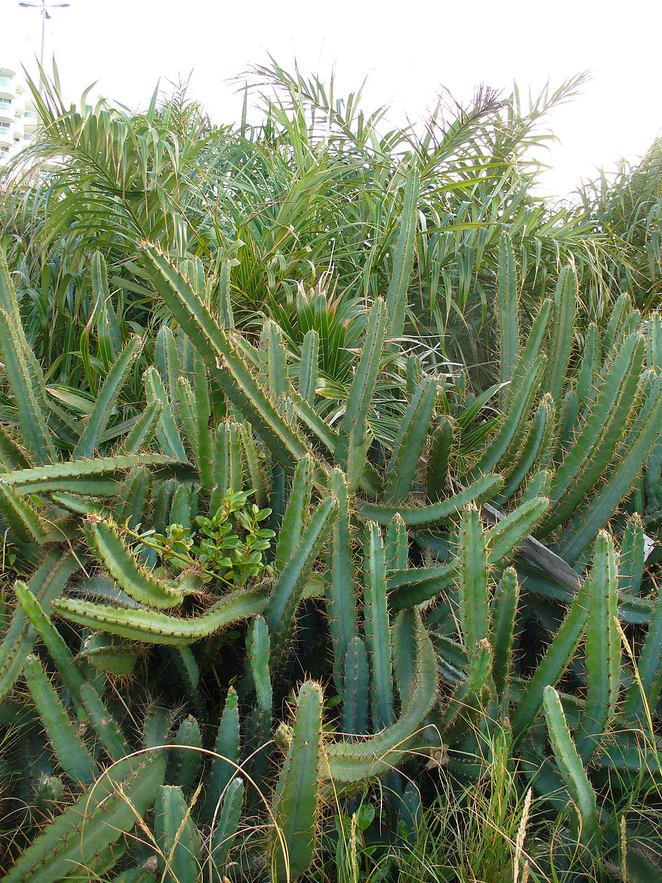 Cereus pernambucensis