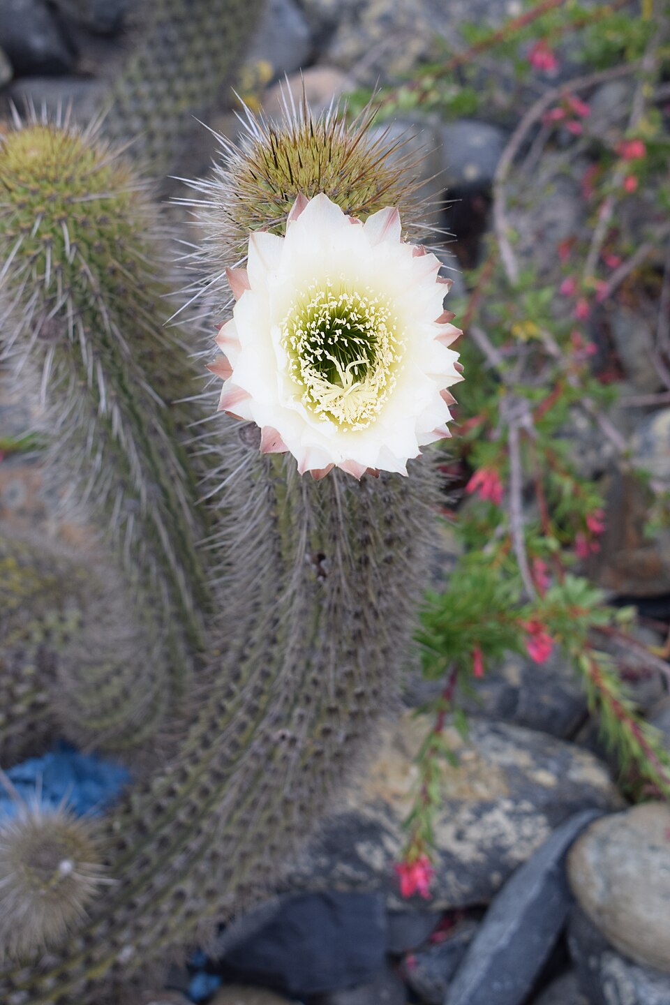 Cereus quisco — photo