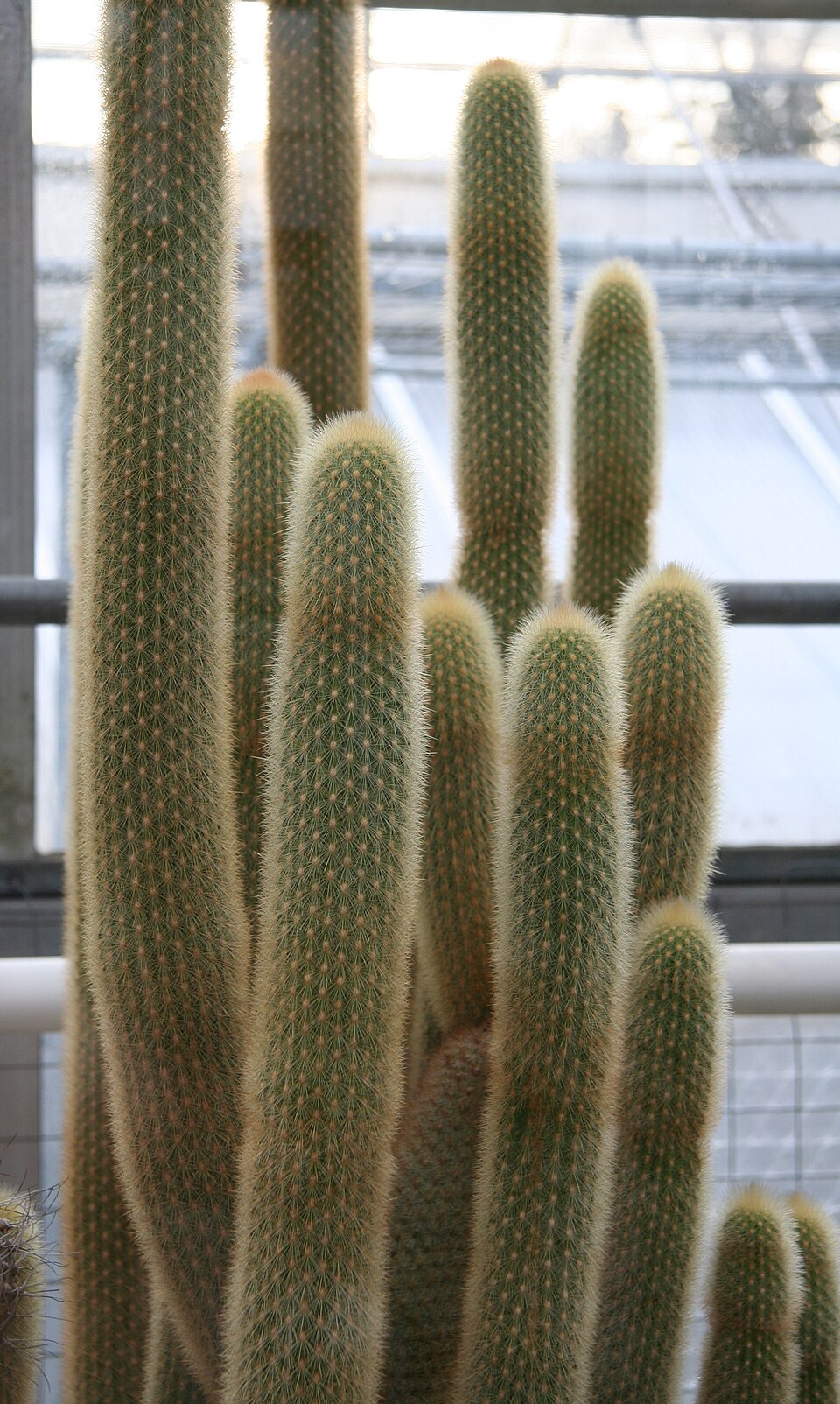 Cereus quisco
