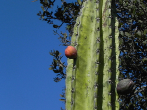 Cereus repandus (Giant club Cactus) — photo