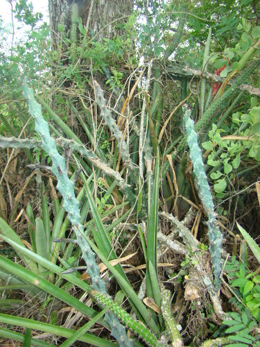Cereus spegazzinii (Nujnanga) — photo
