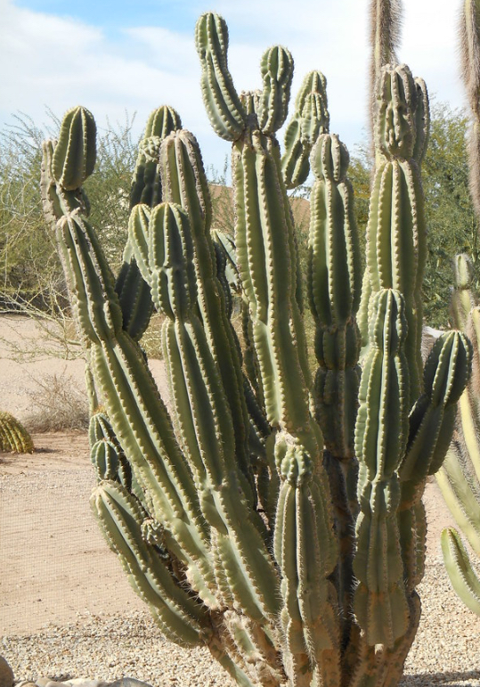 Cereus spp.