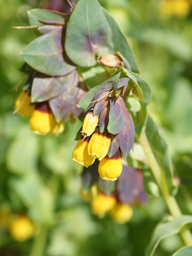 Cerinthe major (Waxplant) — photo