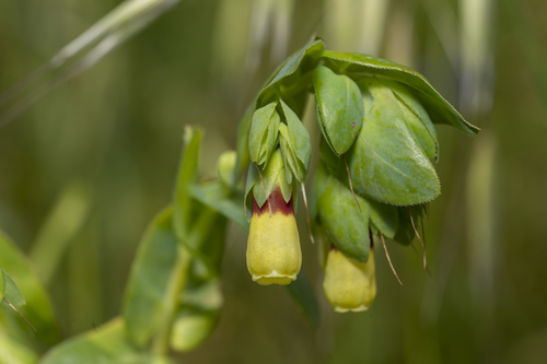 Cerinthe major (Waxplant) — photo