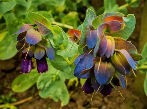 Cerinthe major