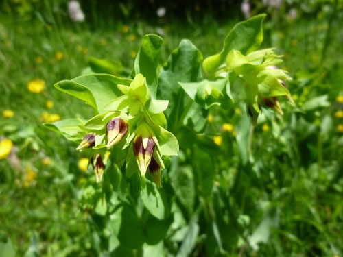 Cerinthe minor