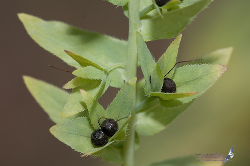 Cerinthe minor subsp. auriculata — photo