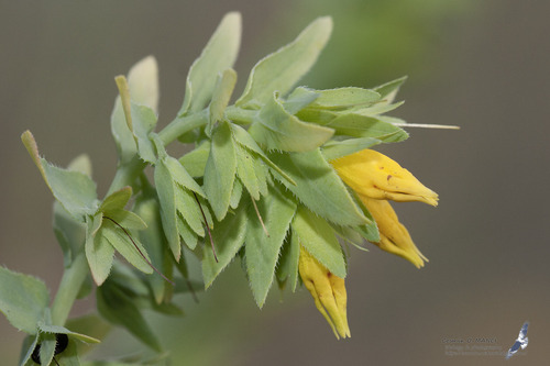 Cerinthe minor subsp. auriculata