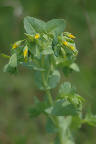 Cerinthe minor — photo