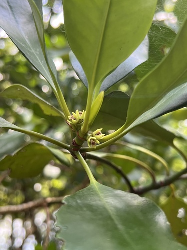 Ceriops decandra — photo