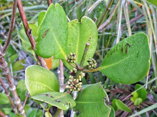 Ceriops decandra
