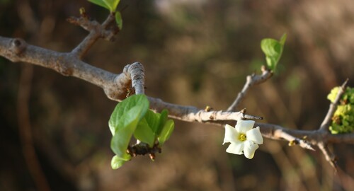 Ceriscoides turgida — photo