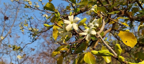Ceriscoides turgida