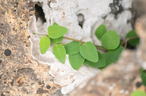 Ceropegia affinis — photo