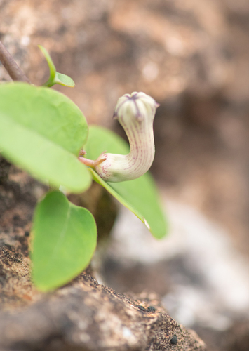 Ceropegia affinis — photo