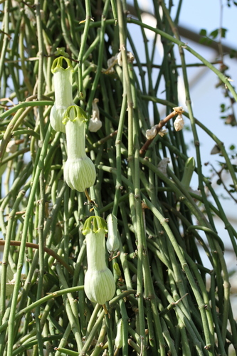 Ceropegia ampliata (Bushman's pipe) — photo
