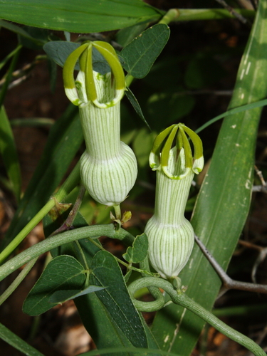 Ceropegia ampliata