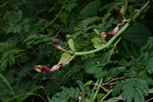 Ceropegia aristolochioides — photo