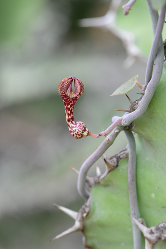 Ceropegia aristolochioides