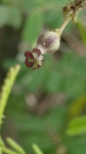 Ceropegia bulbosa (Bulbous ceropegia) — photo