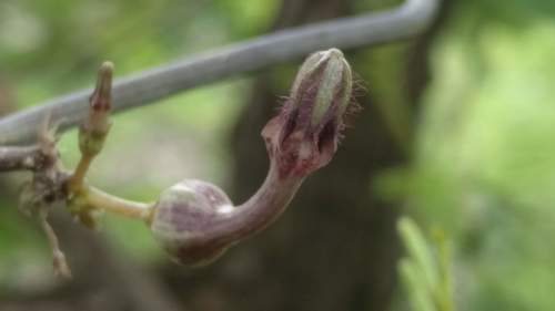 Ceropegia bulbosa (Bulbous ceropegia) — photo