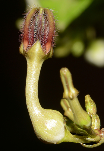 Ceropegia bulbosa